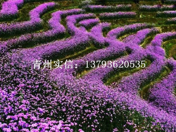 马鞭草